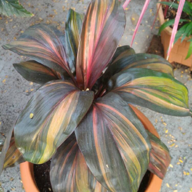 plant image 297302 plant image 297302