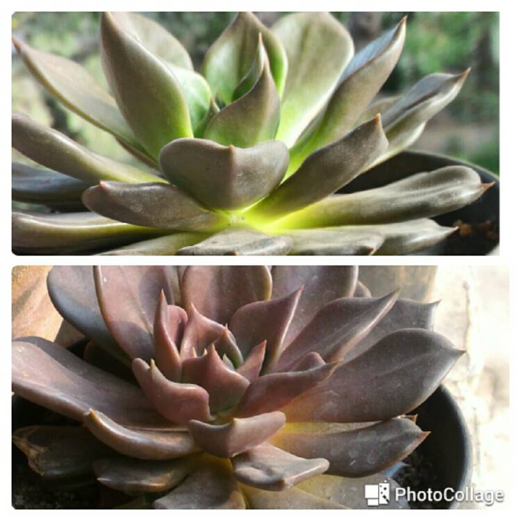 plant image 298661