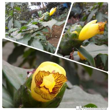Chamaecostus cuspidatus syn. costus cuspidatus