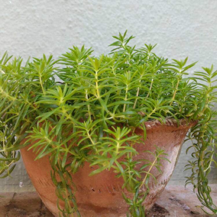 plant image 299994