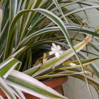 Carex morrowii 'variegata'