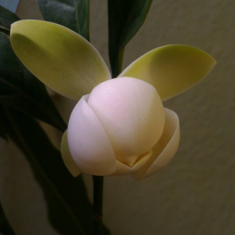 Plant image Magnolia 'Coco'