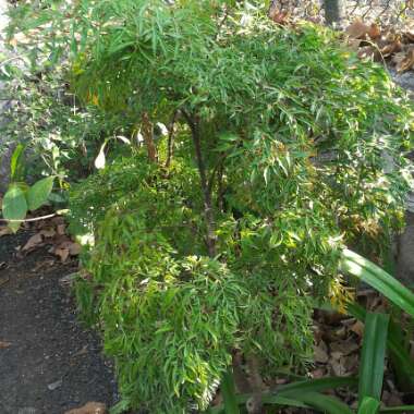 Polyscias Fruticosa