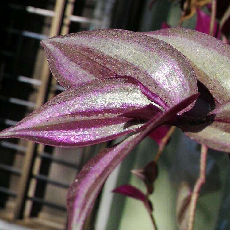 plant image 302360 plant image 302360