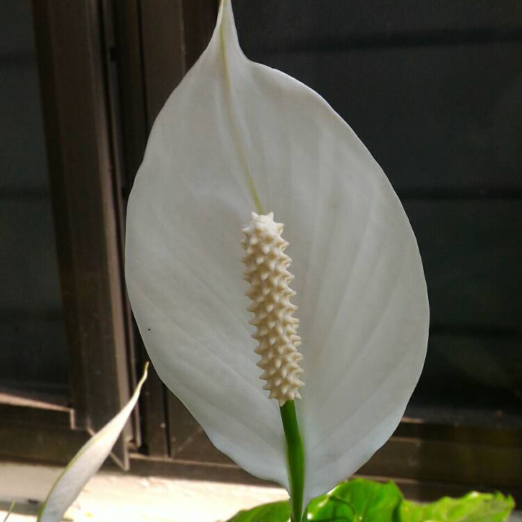 plant image 303675