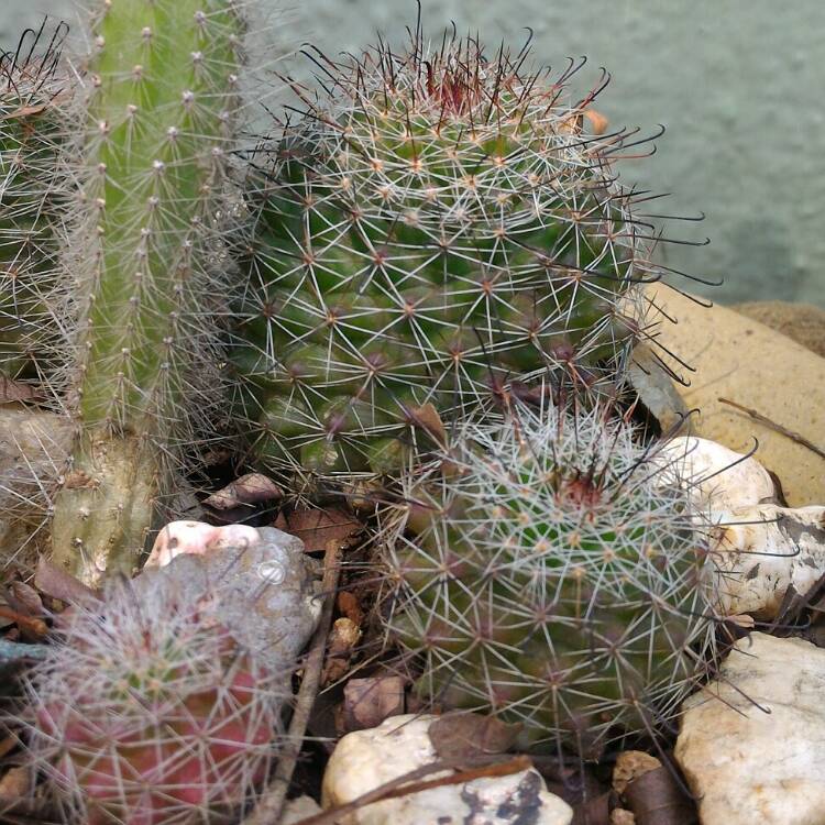 plant image 309369
