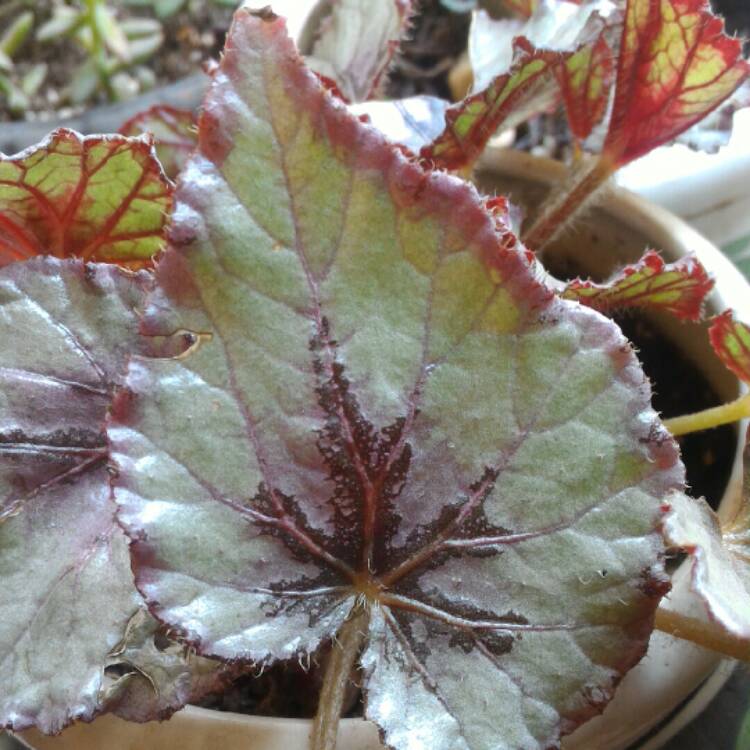 Plant image Begonia (Rex Cultorum Group) 'Fairy' syn. Begonia rex 'Fairy'