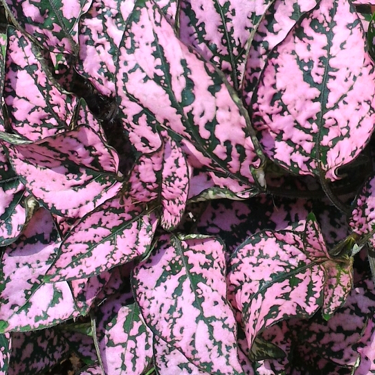 Hypoestes phyllostachya 'Pink Splash', Polka Dot Plant 'Pink Splash ...