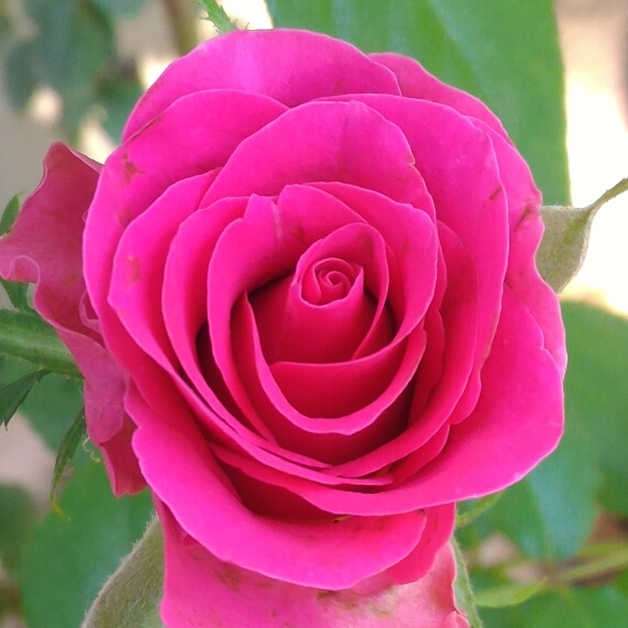 Plant image Rosa 'Pink Peace'