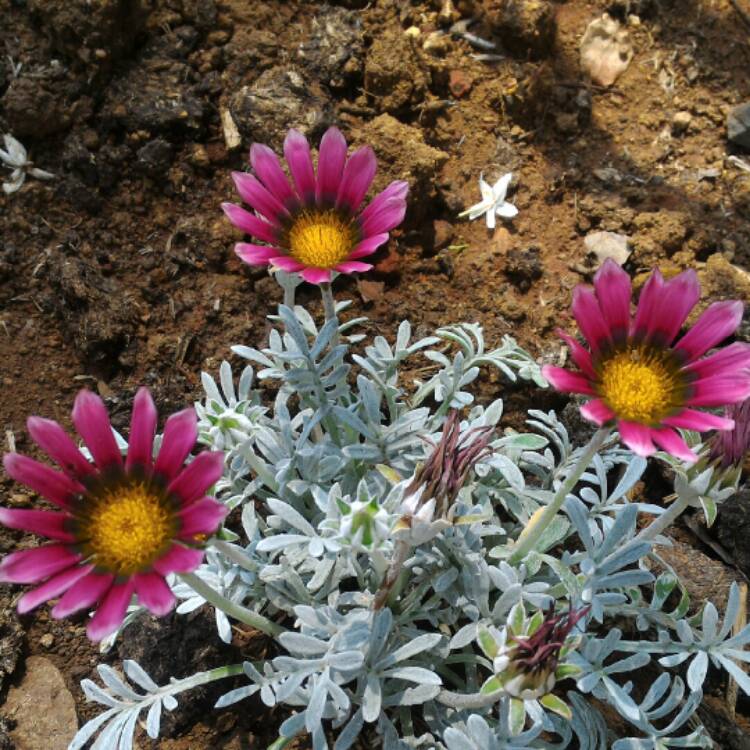plant image 315477