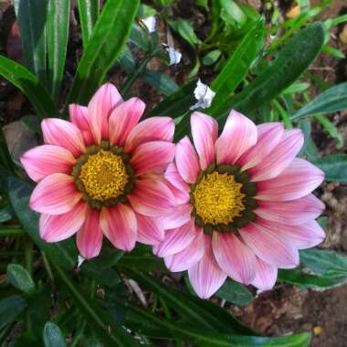 Gazania