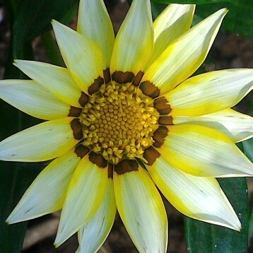 plant image 315491