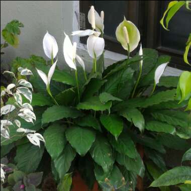 Spathiphyllum wallisii