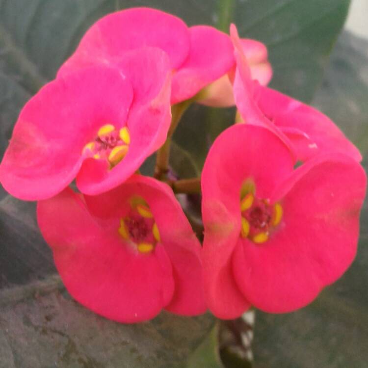Plant image Euphorbia Milii 'Giant Thai Red'