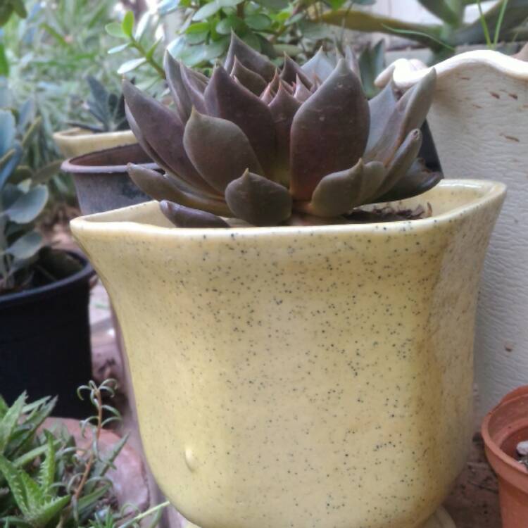 plant image 322576
