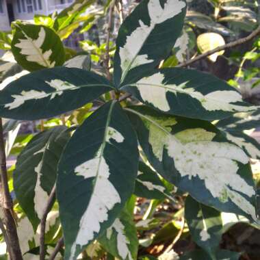 Graptophyllum Pictum