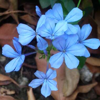 Plumbago auriculata  syn. Plumbago capensis