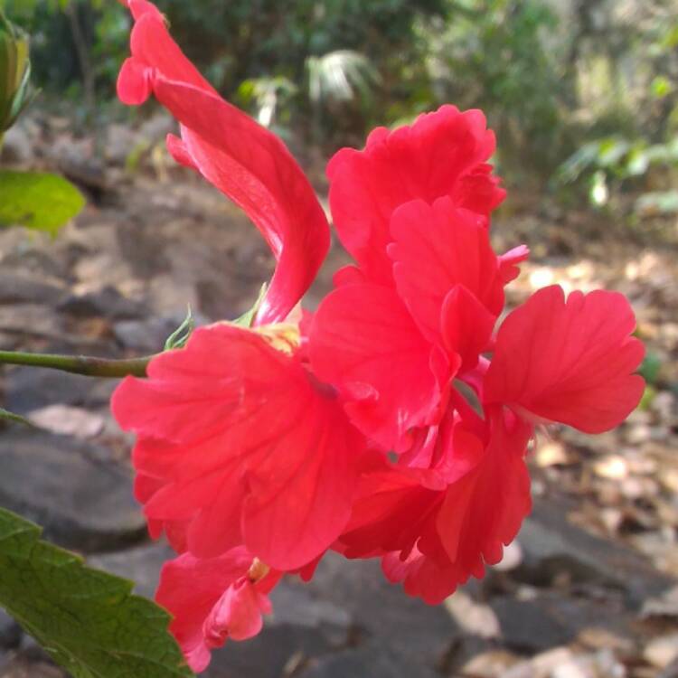 plant image 342862