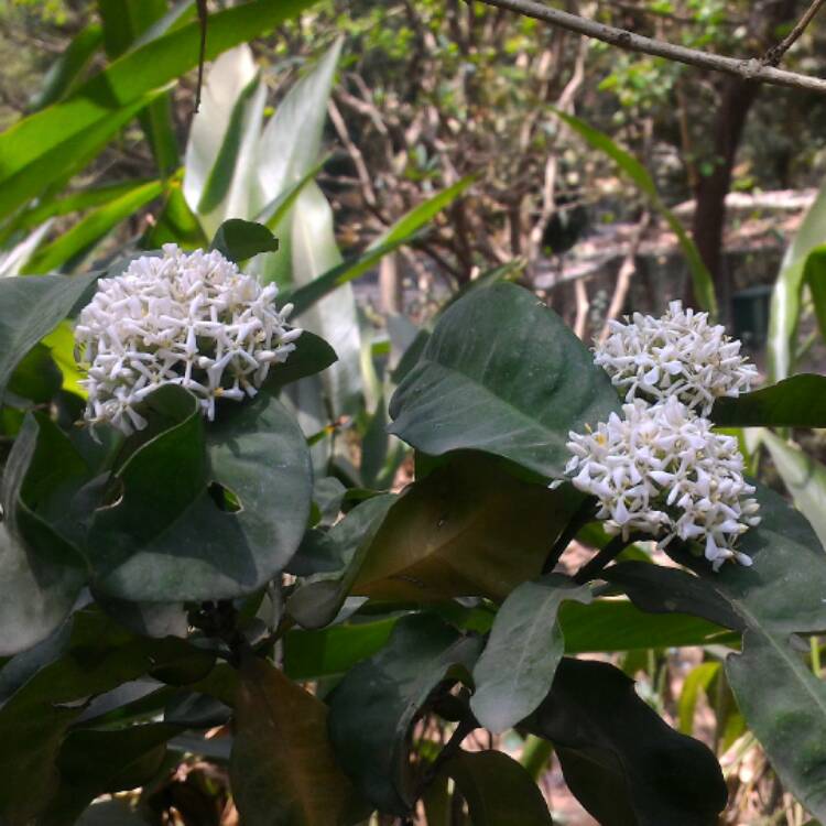 plant image 356627