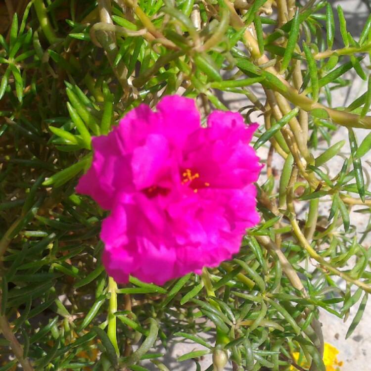 Plant image Portulaca grandiflora 'Pink'