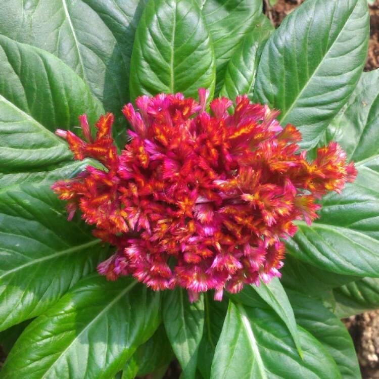 plant image 373770