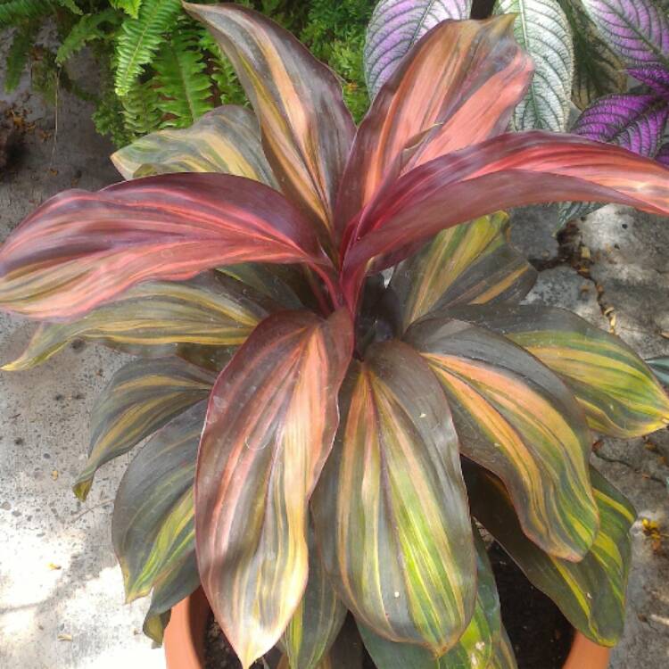 plant image 373784 plant image 373784
