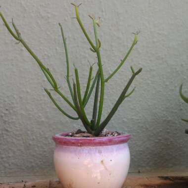 Euphorbia tirucalli