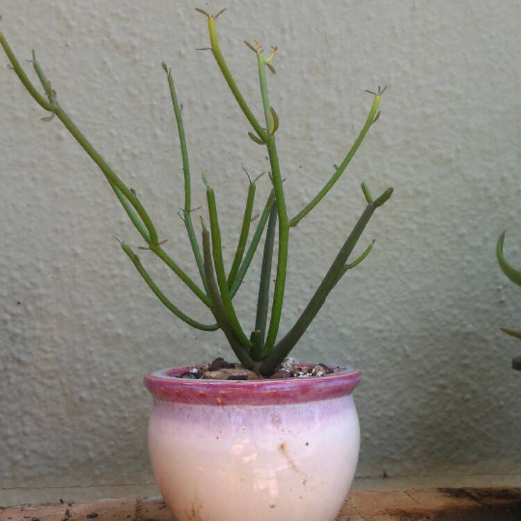 plant image 381364