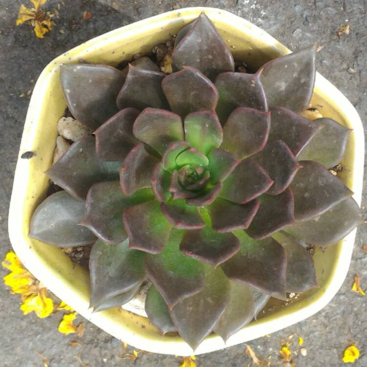 plant image 381396