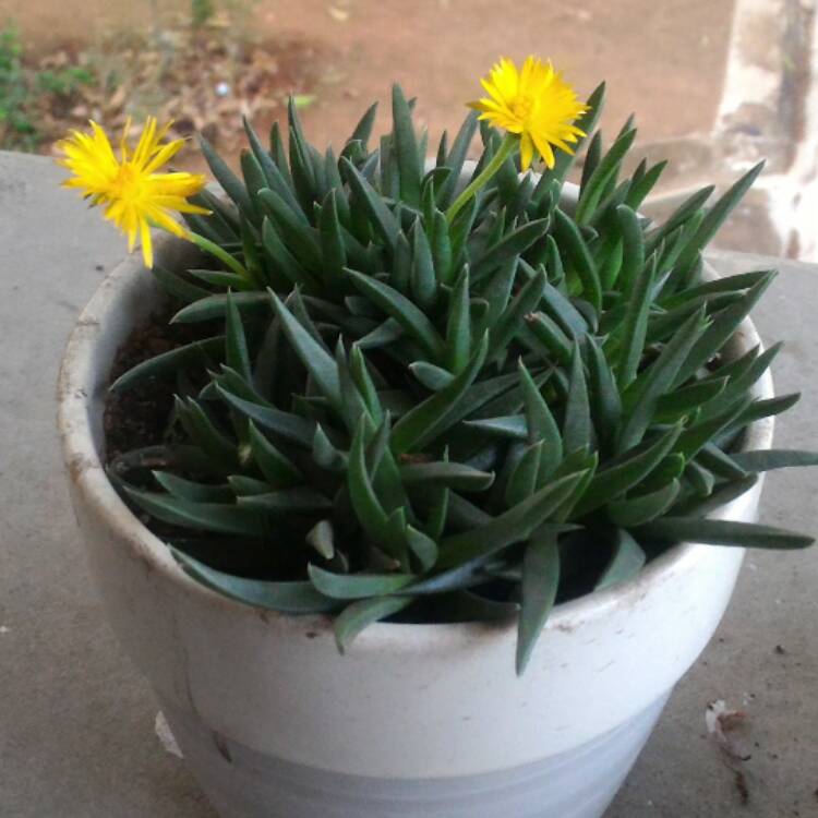 plant image 387530