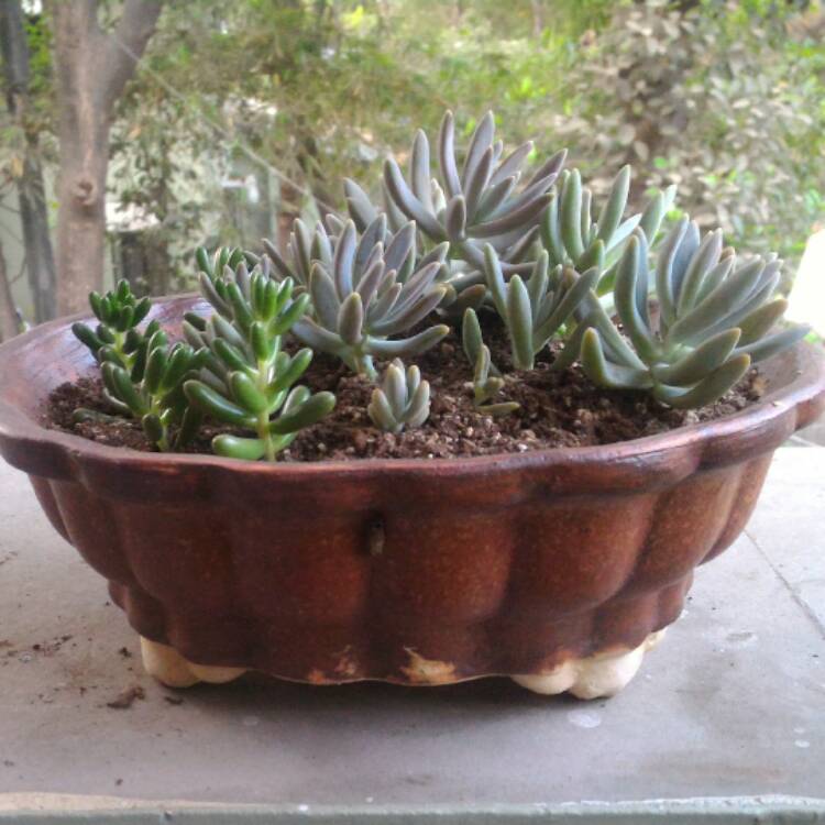 Plant image Pachyphytum longifolium