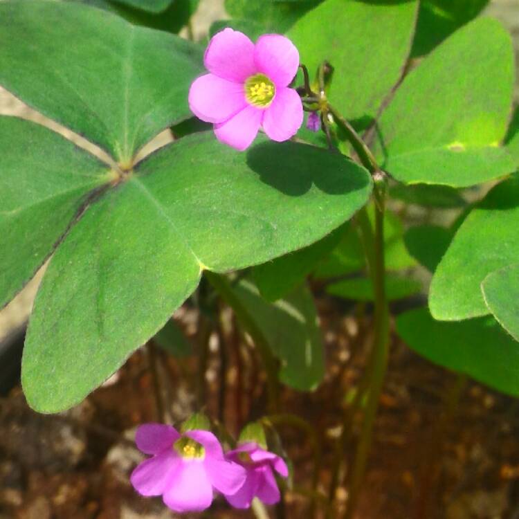 plant image 390163