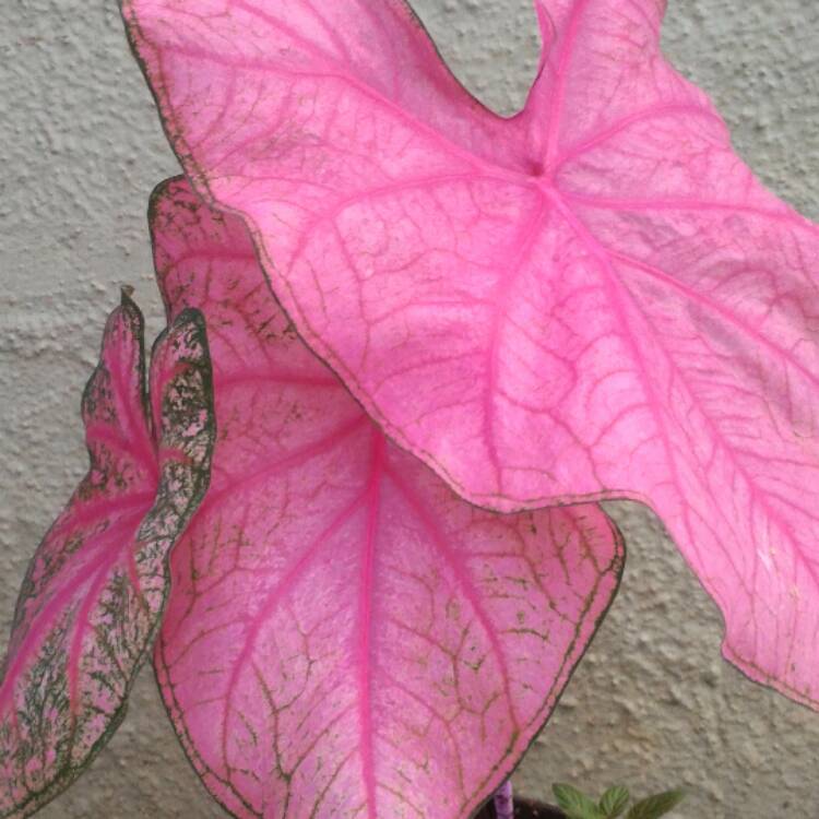 Plant image Caladium 'Fannie Munson'