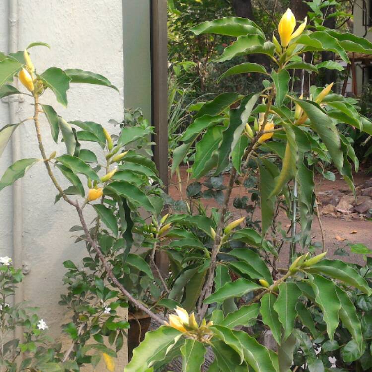plant image 411723