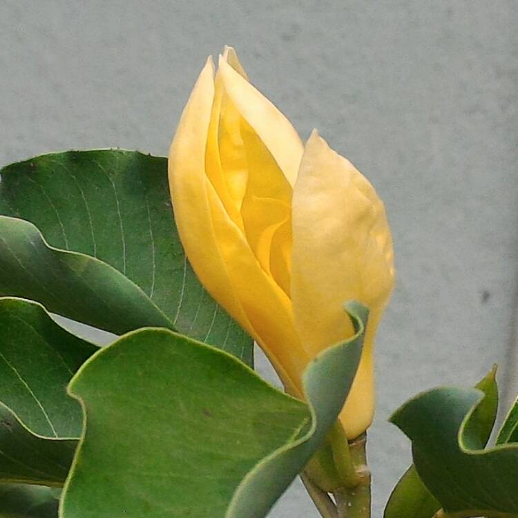 plant image 411724