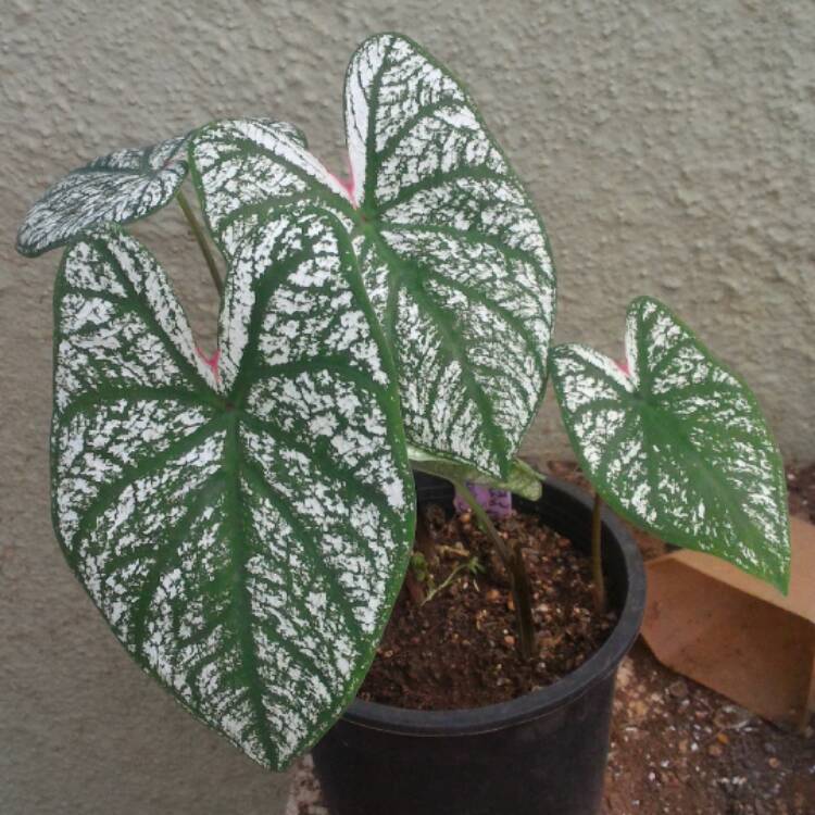 Plant image Caladium Candidum 'Junior Improved'