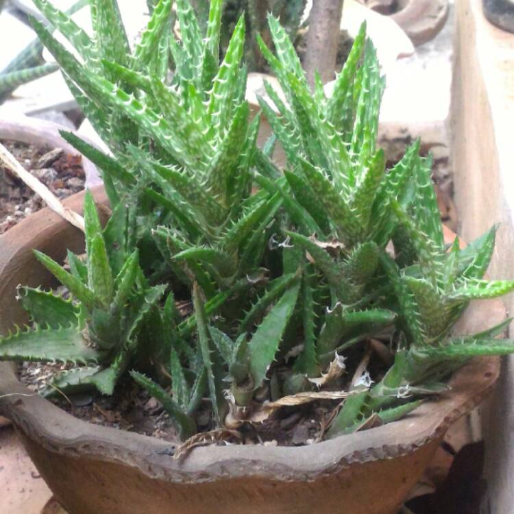 plant image 421735