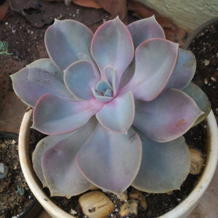 plant image 421743