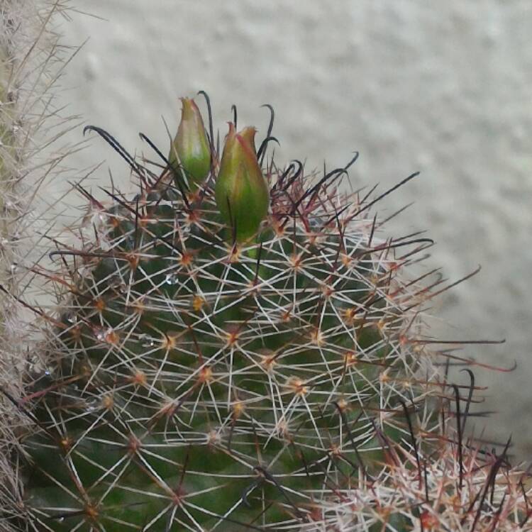 plant image 439110