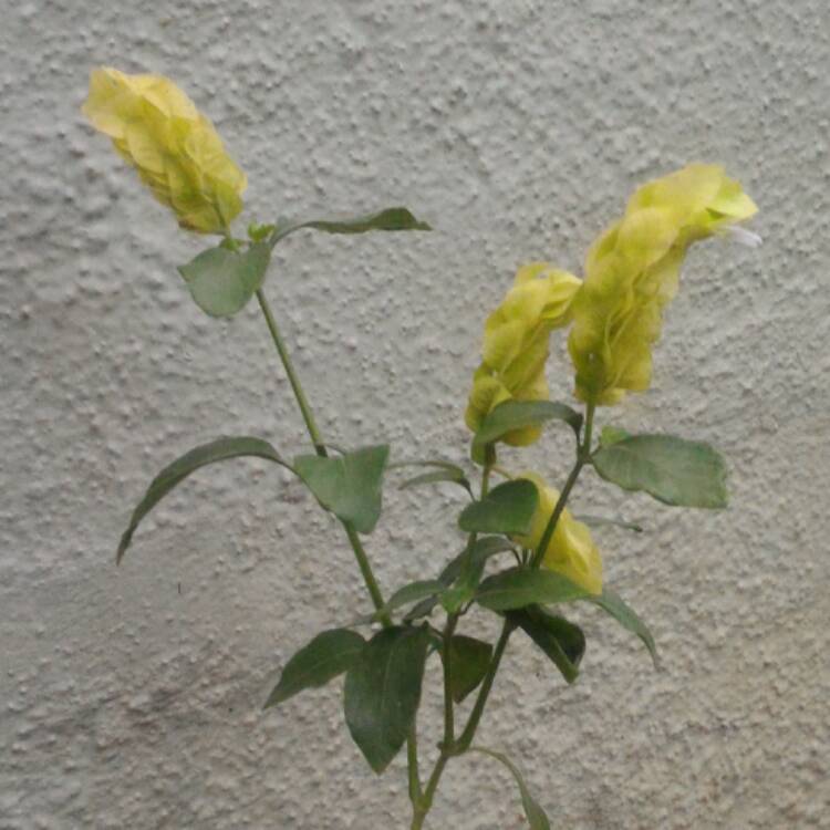 plant image 440391