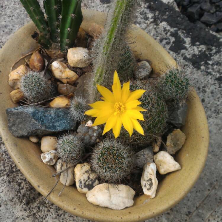 Plant image Mammillaria sphaerica syn. Mammillaria longimamma var. sphaerica