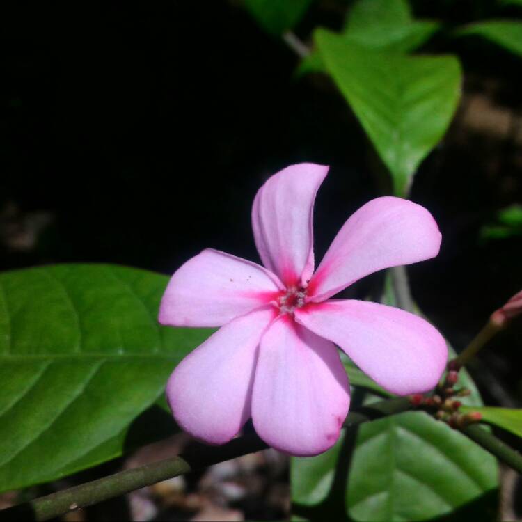Plant image Kopsia fruticosa