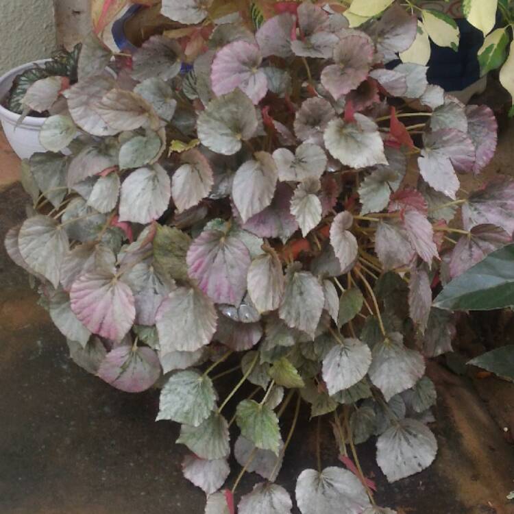 Begonia (Rex Cultoruм Group) 'Artic Breeze' syn. Begonia rex 'Artic Breeze', Begonia rex 'Arctic Breeze', Rex Begonia 'Artic Breeze' - uploaded Ƅy @druмadixit