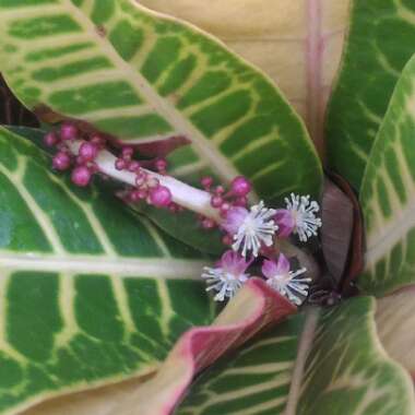 Codiaeum variegatum 'Petra'