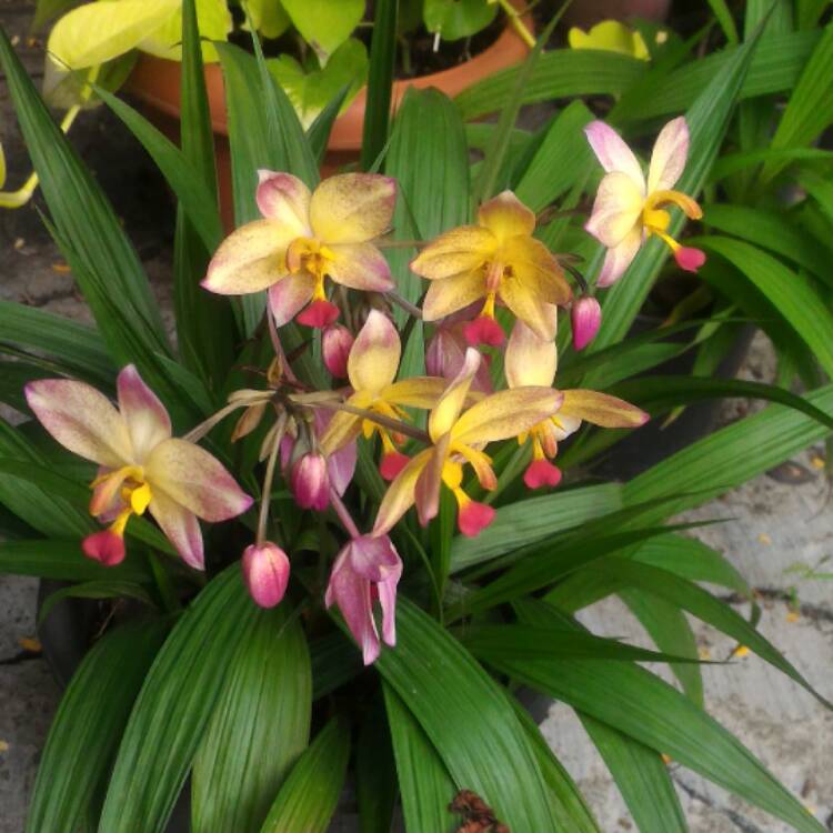 Plant image Spathoglottis plicata - Purple