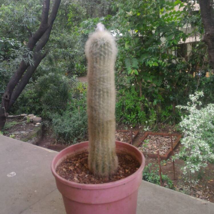Plant image Espostoa melanostele