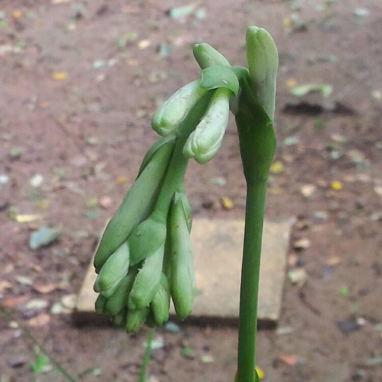 Plant image Polianthes tuberosa