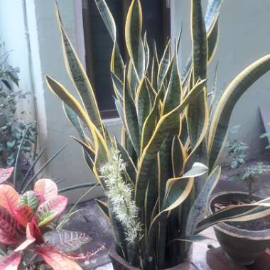 Sansevieria trifasciata