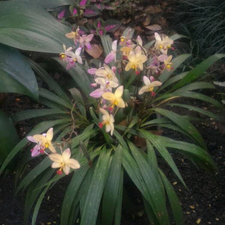 plant image 592872 plant image 592872