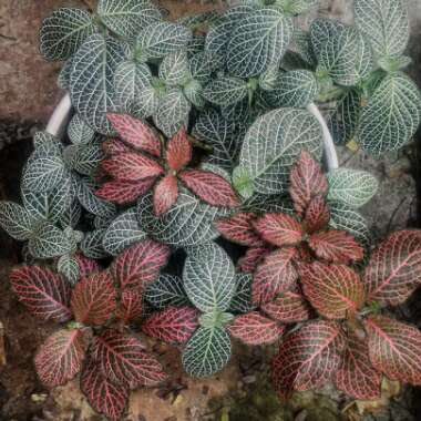 Fittonia albivenis var. Verschaffeltii